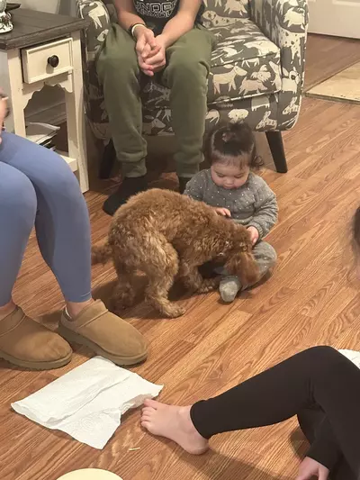 In-Home Dog Training job in Terryville