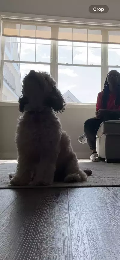 In-Home Dog Training job in Oceanside