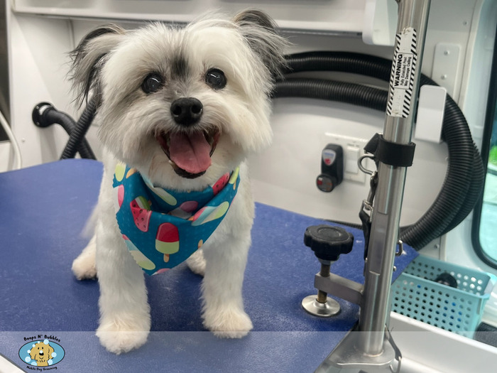 Grooming Salon At Your Door Mobile Pet Grooming Pawsh Mobile