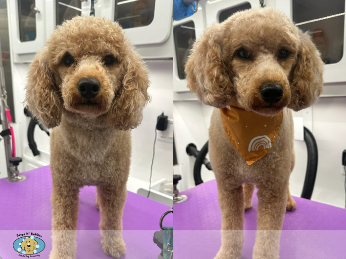 Grooming Salon Mobile Poodle Grooming Near Me Best And Affordable