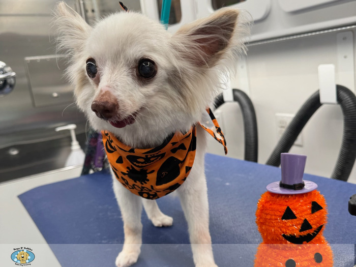 Mobile Dog Groomer in Danville Professional Dog Groomer