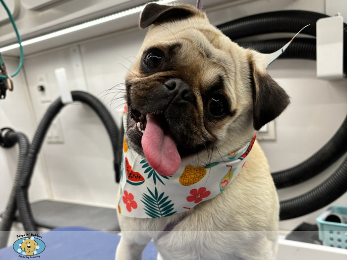 Veterinary Clinic Zen Dog Grooming Mobile Dog Groomer In Alamo