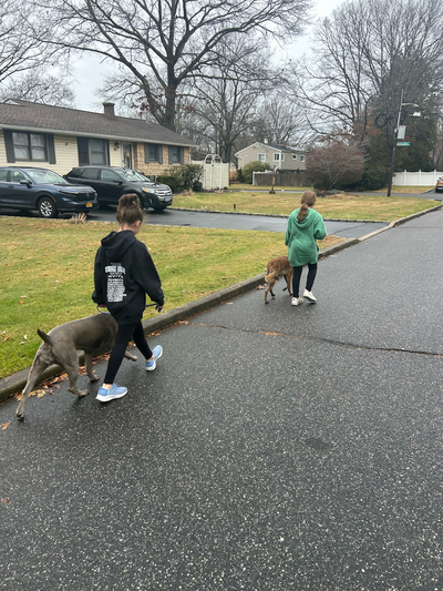 Leash pulling job in Terryville