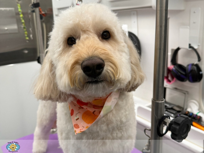 Mobile Dog Groomer in Danville Professional Dog Groomer